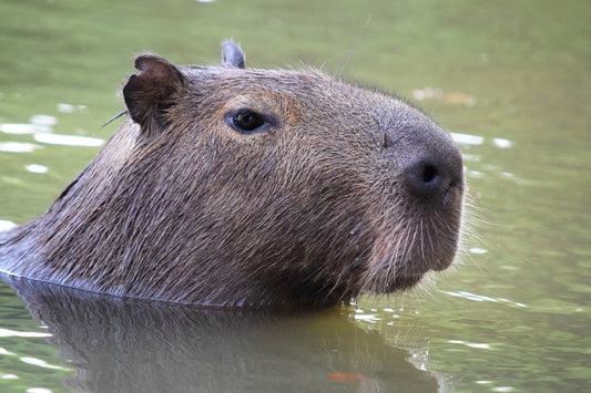 Capybaras and Hydrotherapy: The Amazing Stress-Relief Secrets of the World's Largest Rodents