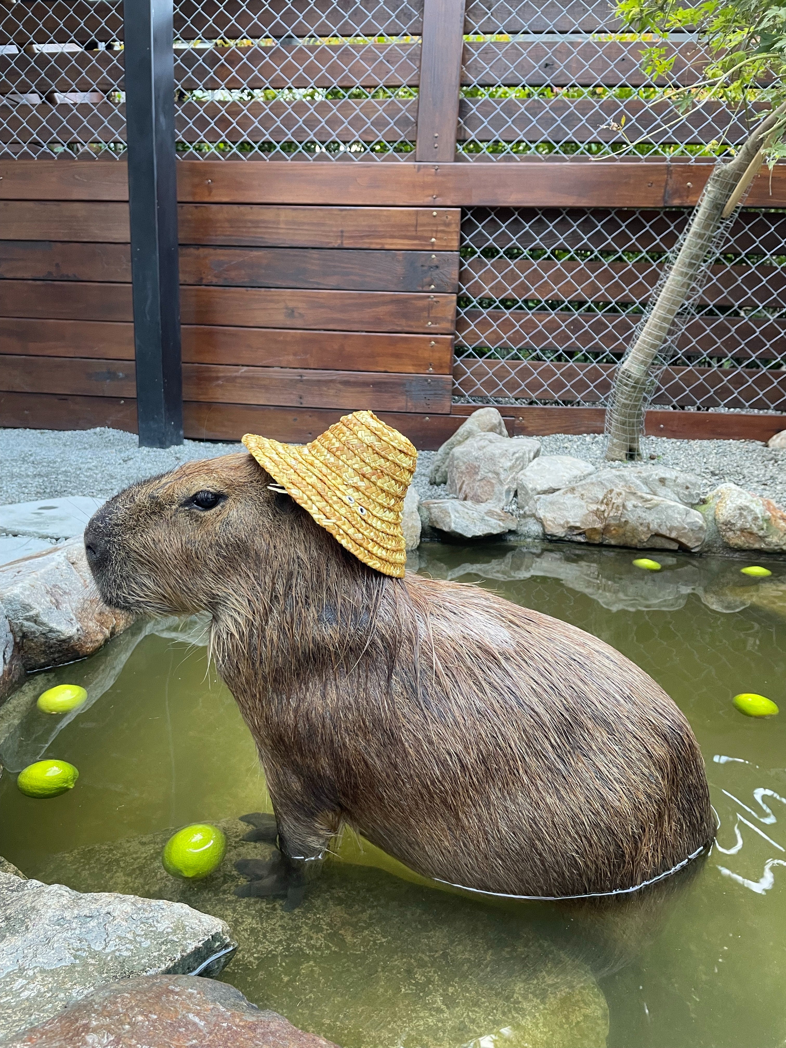 Capybara 101: An Introduction to the World's Largest Rodent – MerchWheels